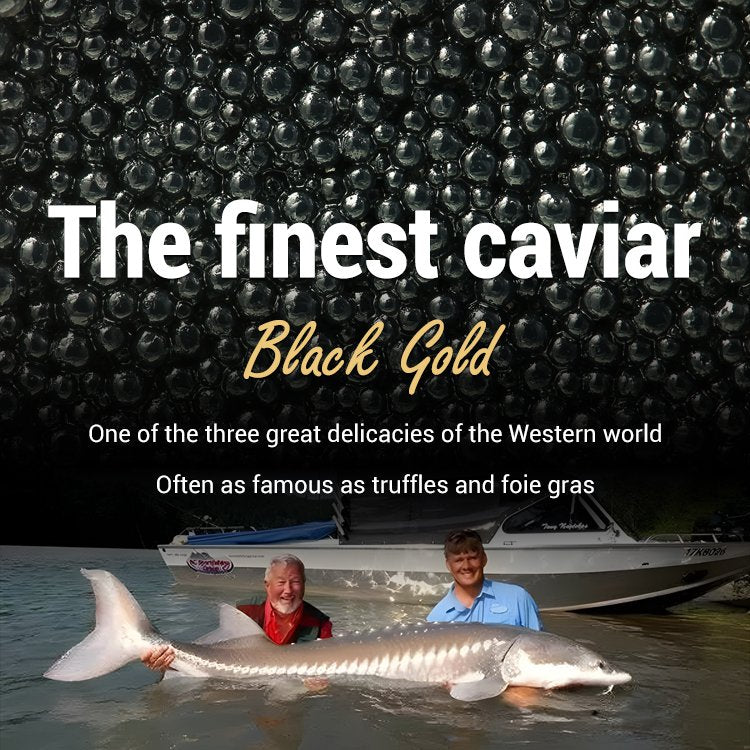 Beluga caviar from Russia-MHW