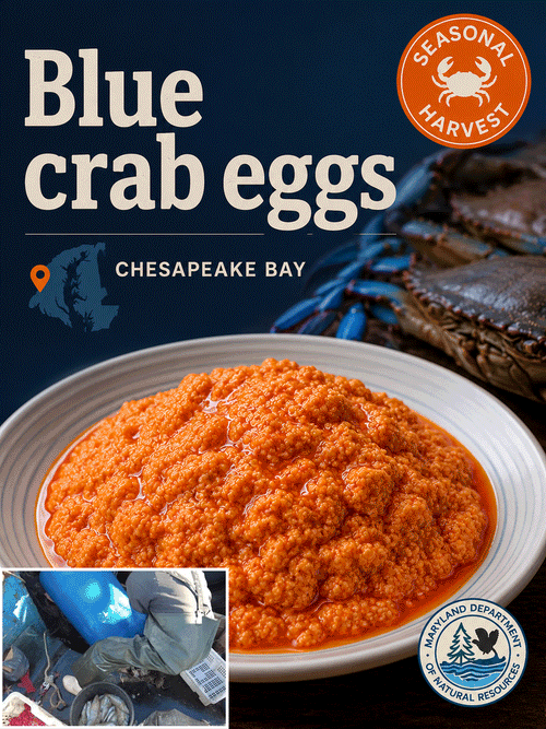 Maryland-Chesapeake Bay blue crab eggs-MHW
